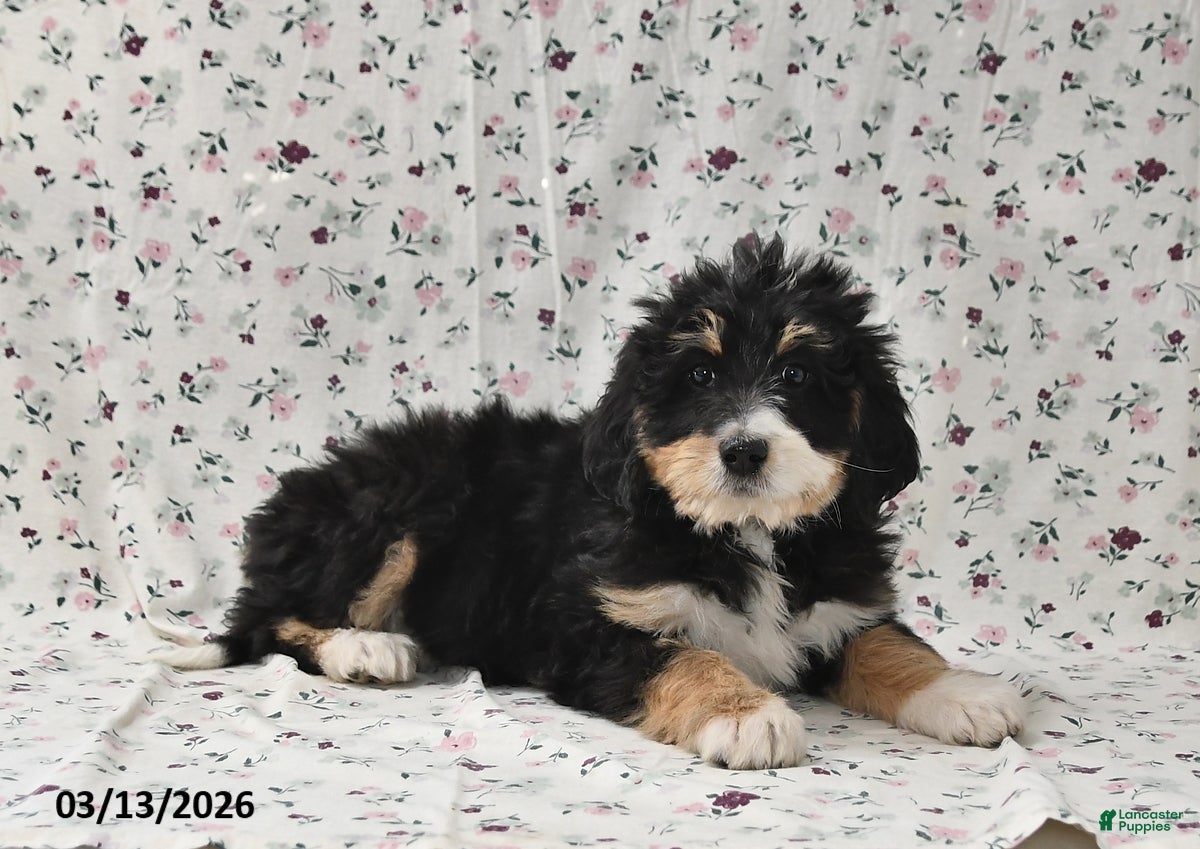 Bernedoodle dogs Amber - Ad 2