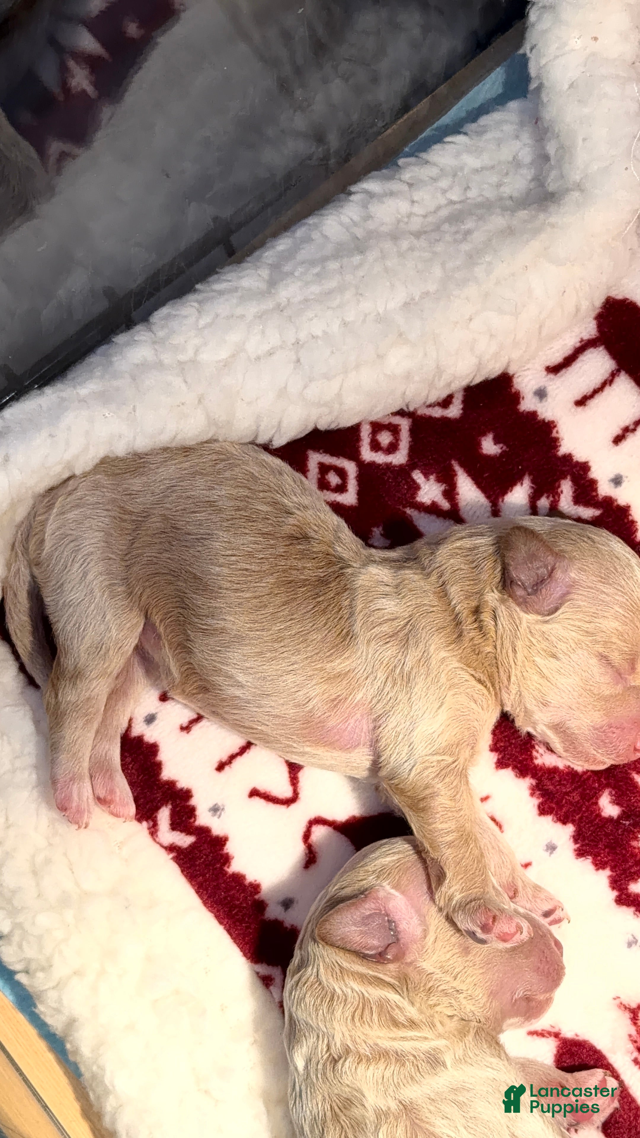 Bichpoo dogs Bichpoo Puppy 5 Beyoncé  - Ad 36