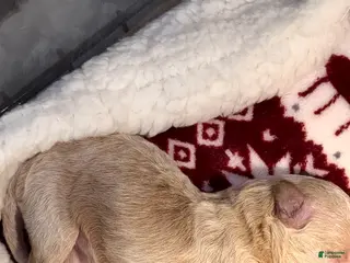 Bichpoo dogs for sale: Bichpoo Puppy 5 Beyoncé - Ad 2