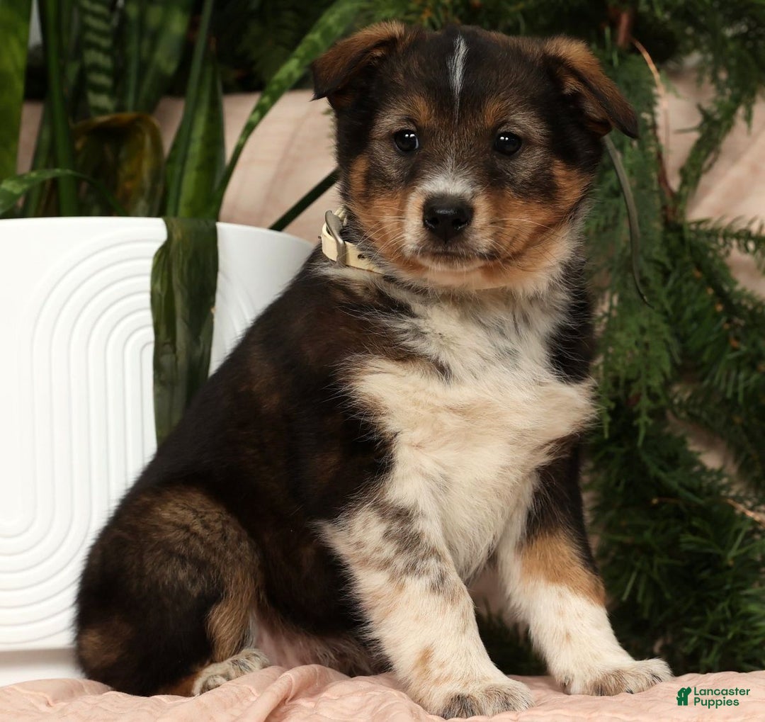 Australian Shepherd dogs for sale: Willow - Ad 1