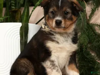 Australian Shepherd dogs Willow - Ad 14