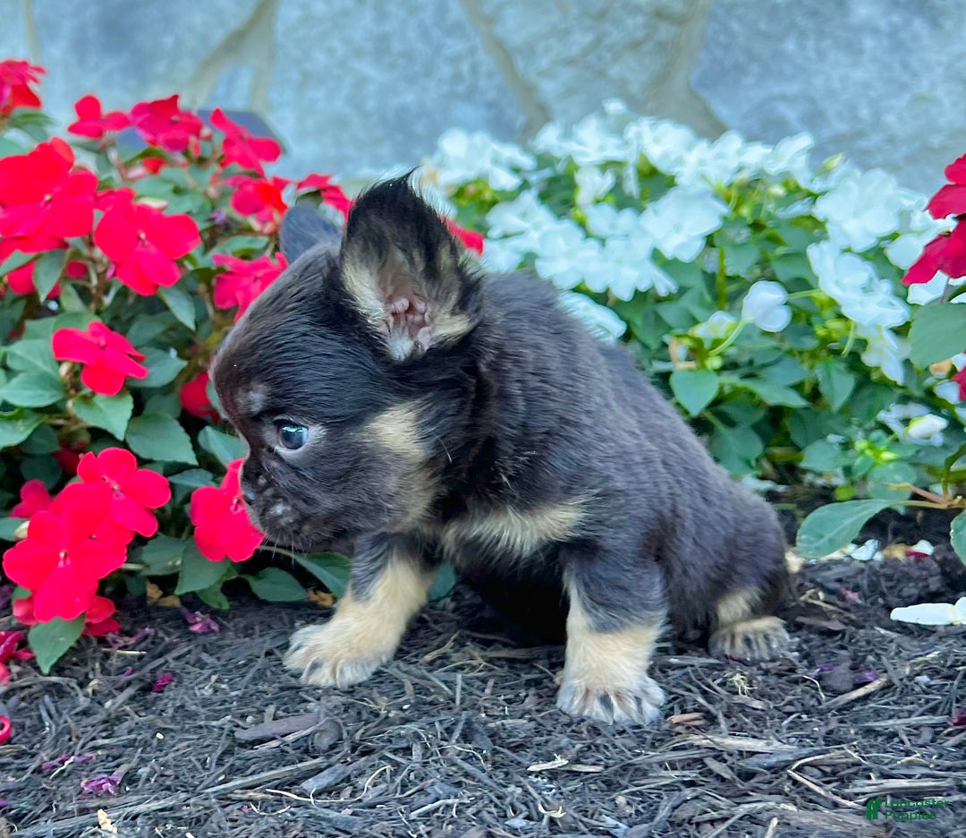 French Bulldog dogs for sale: Hank - Ad 3