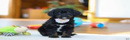 Cavapoo dogs for sale: Star - Ad 6
