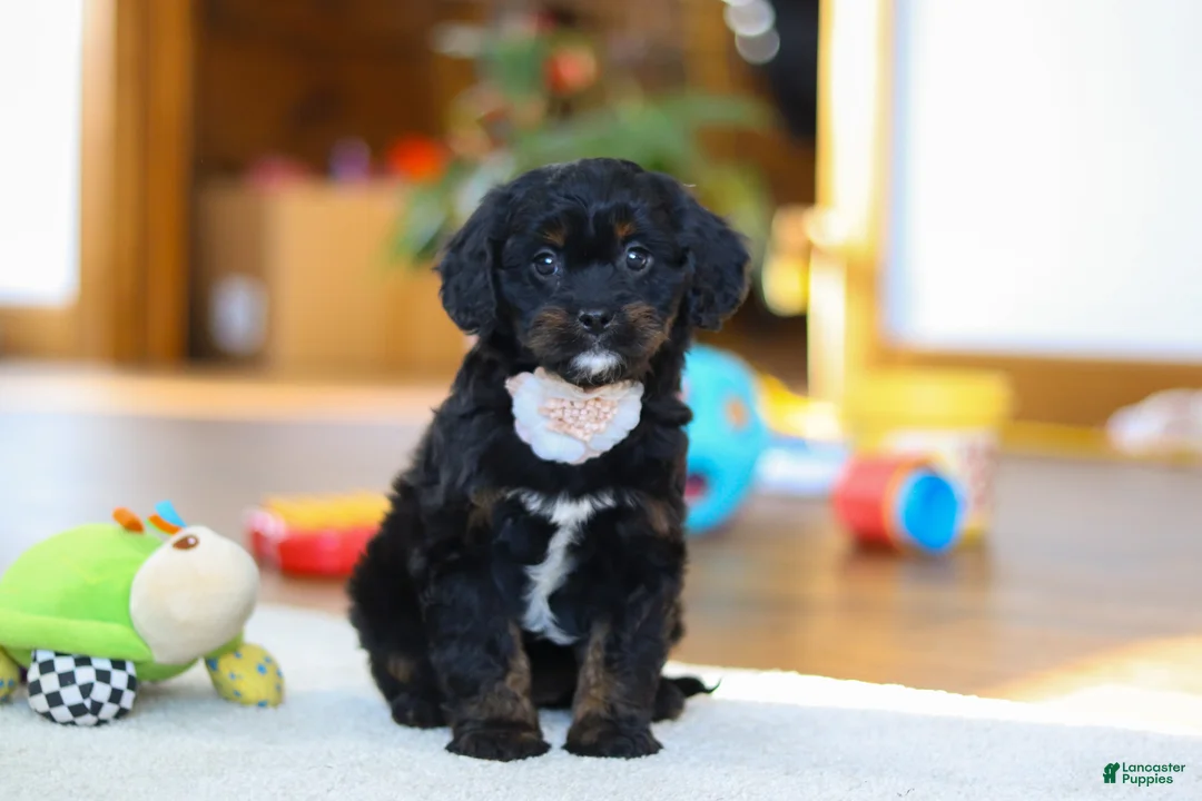 Cavapoo dogs for sale: Star - Ad 6