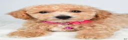 Bichpoo dogs for sale: Serena - Ad 5