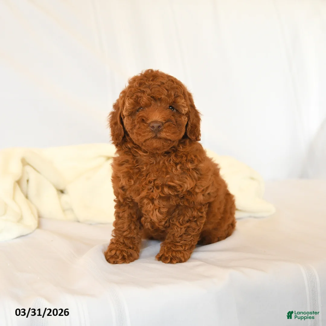 Miniature Poodle dogs for sale: Flower - Ad 1