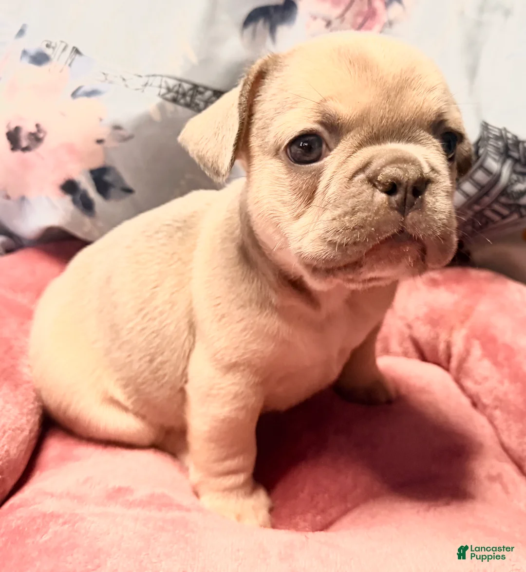 French Bulldog dogs for sale: Jack Daniels - Ad 1