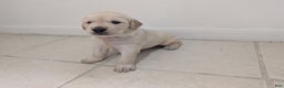 Golden Retriever dogs for sale: Max - Ad 17