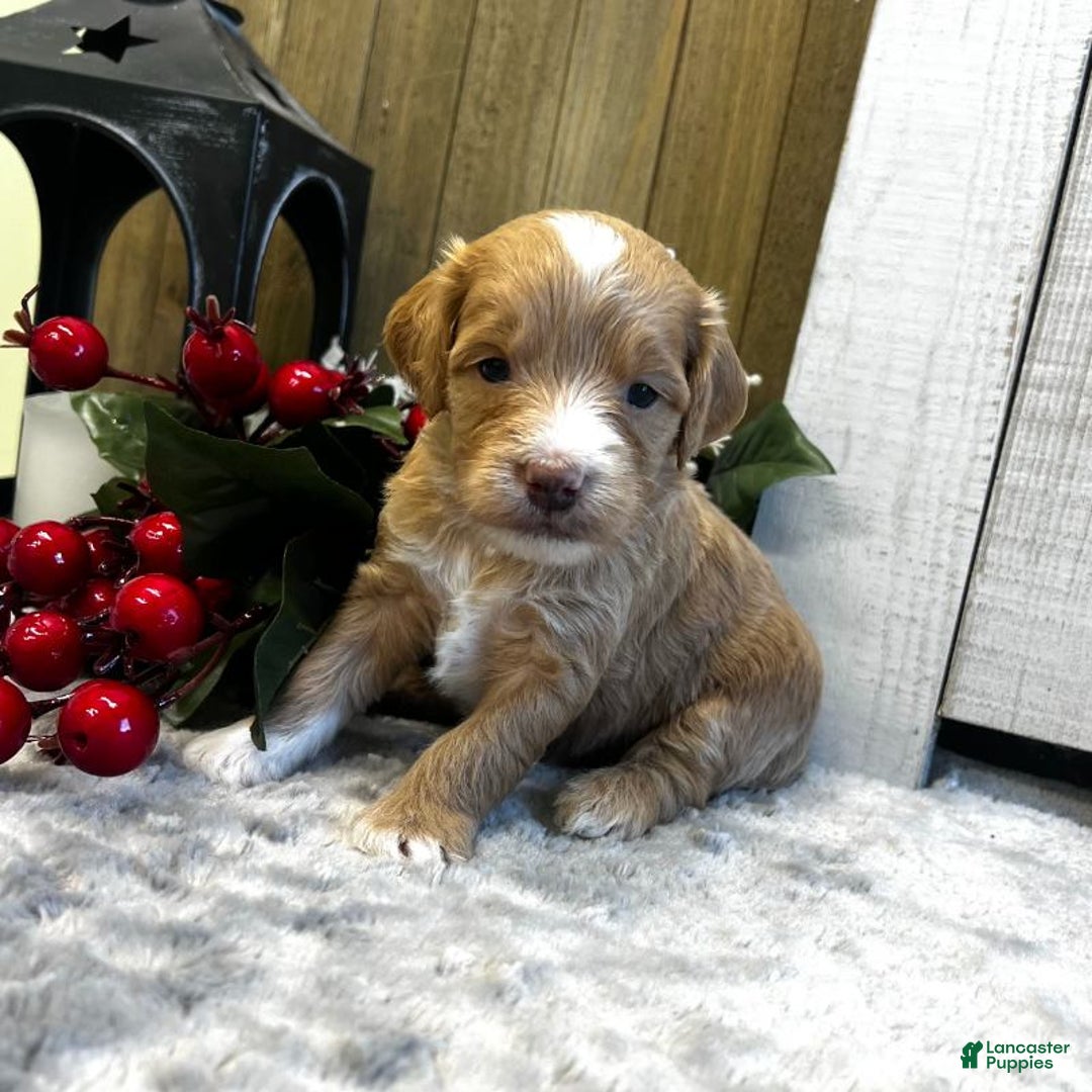 Goldendoodle dogs for sale: Juliett (Miniature Girl) - Ad 2