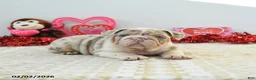 English Bulldog dogs for sale: Rex - Ad 3
