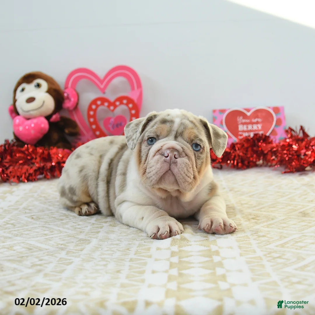 English Bulldog dogs for sale: Rex - Ad 3