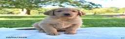 Golden Retriever dogs for sale: Archie - Ad 5