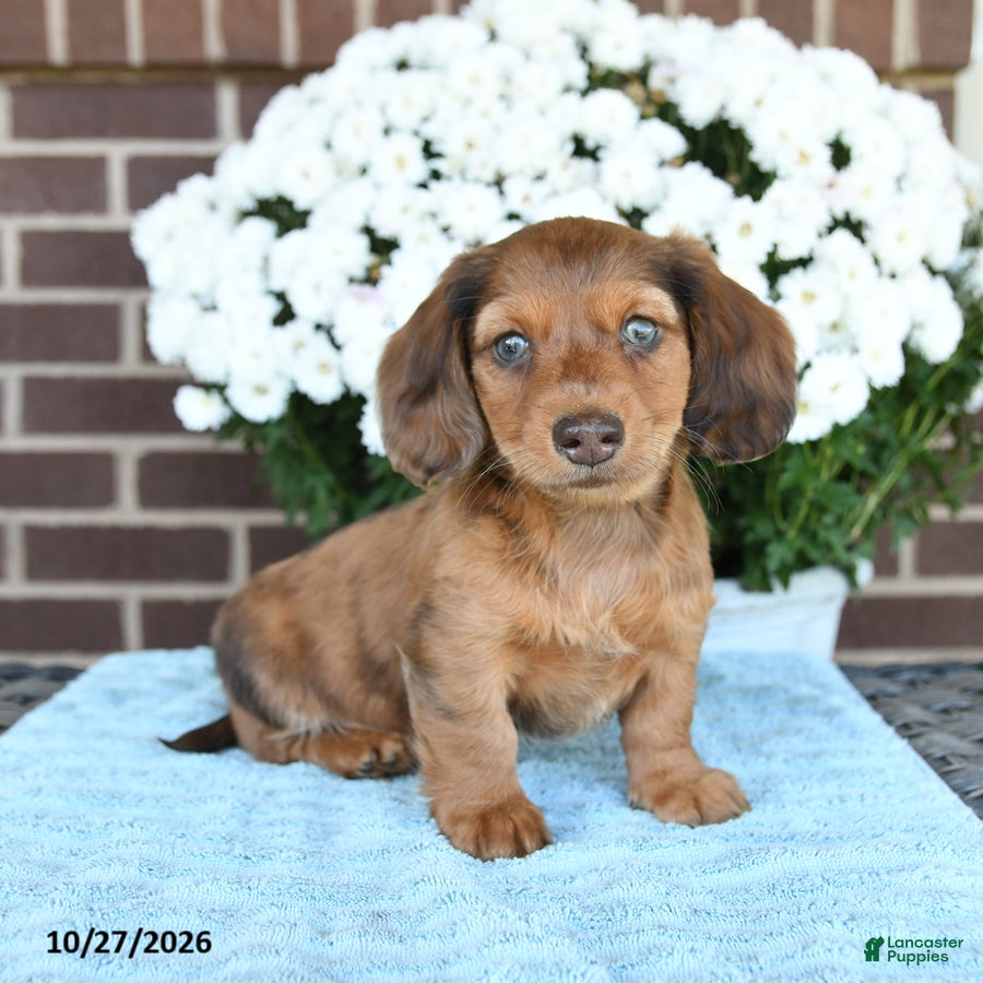 Miniature Dachshund dogs for sale: Jasper - Ad 1