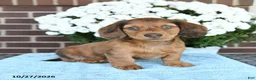 Miniature Dachshund dogs for sale: Jasper - Ad 1