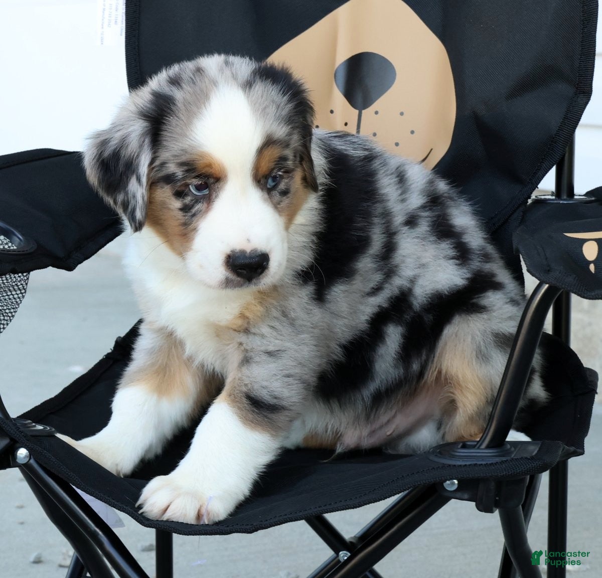 Miniature Australian Shepherd dogs for sale: Tucker - Ad 9