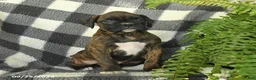 Boxer dogs for sale: Pepper - Ad 1