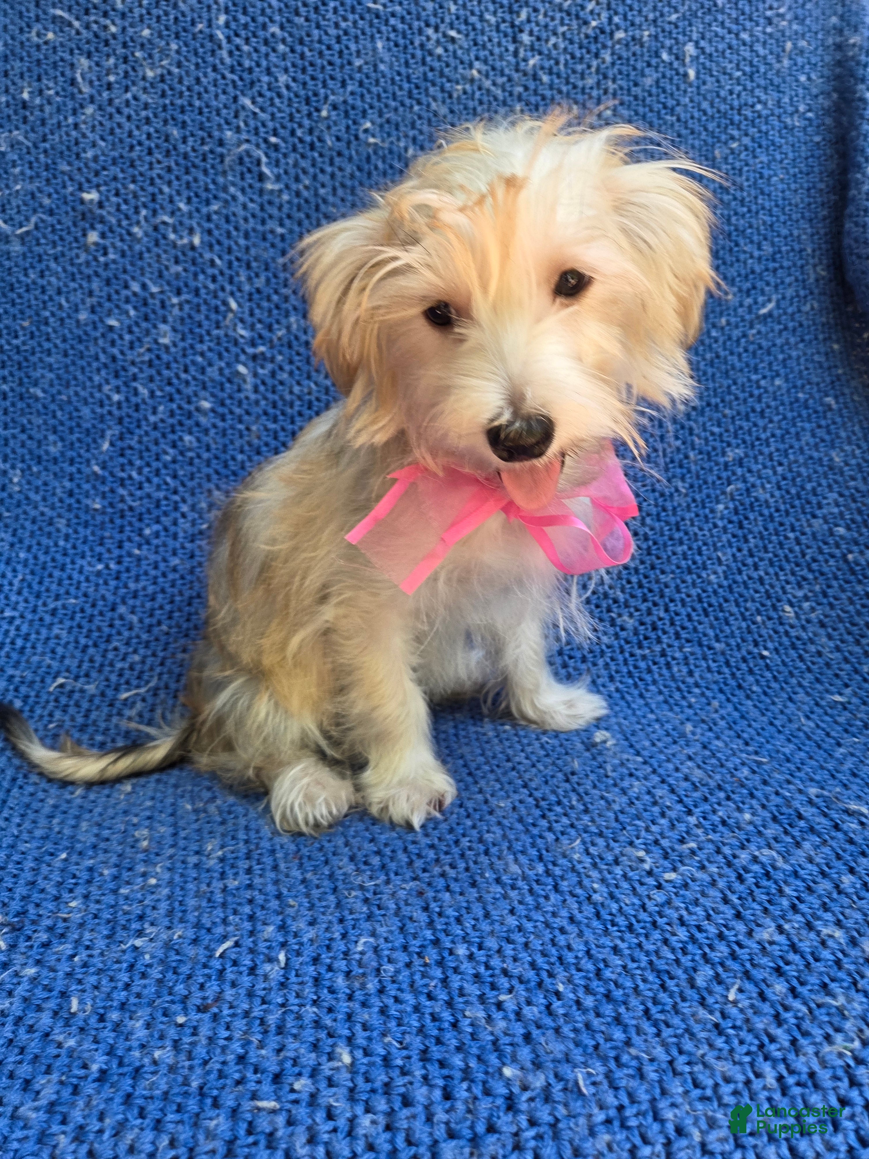Morkie dogs Wendy  - Ad 41