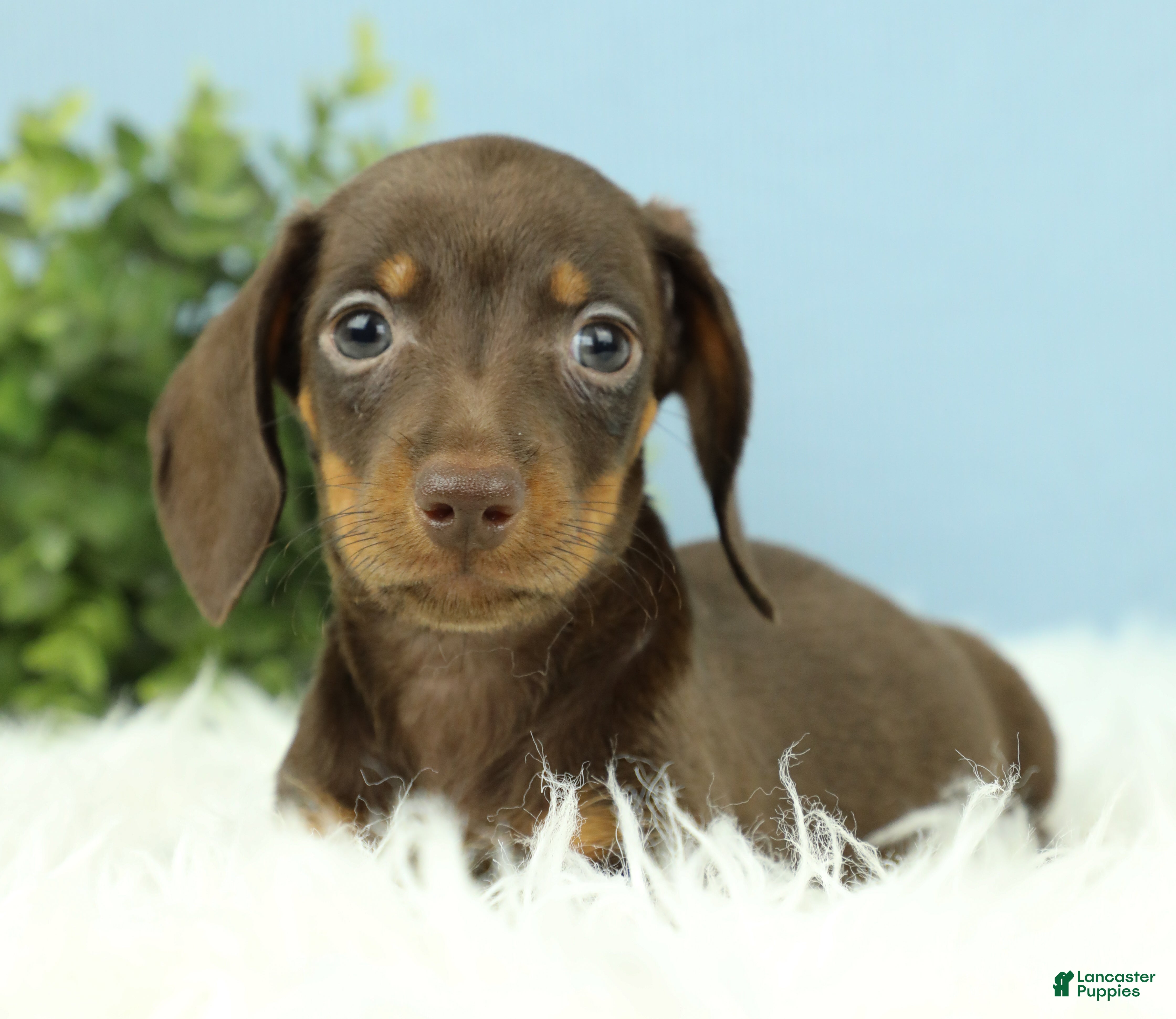 Miniature Dachshund dogs Thor 🧸 - Ad 2