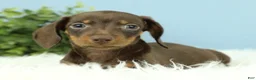 Miniature Dachshund dogs for sale: Thor 🧸 - Ad 4