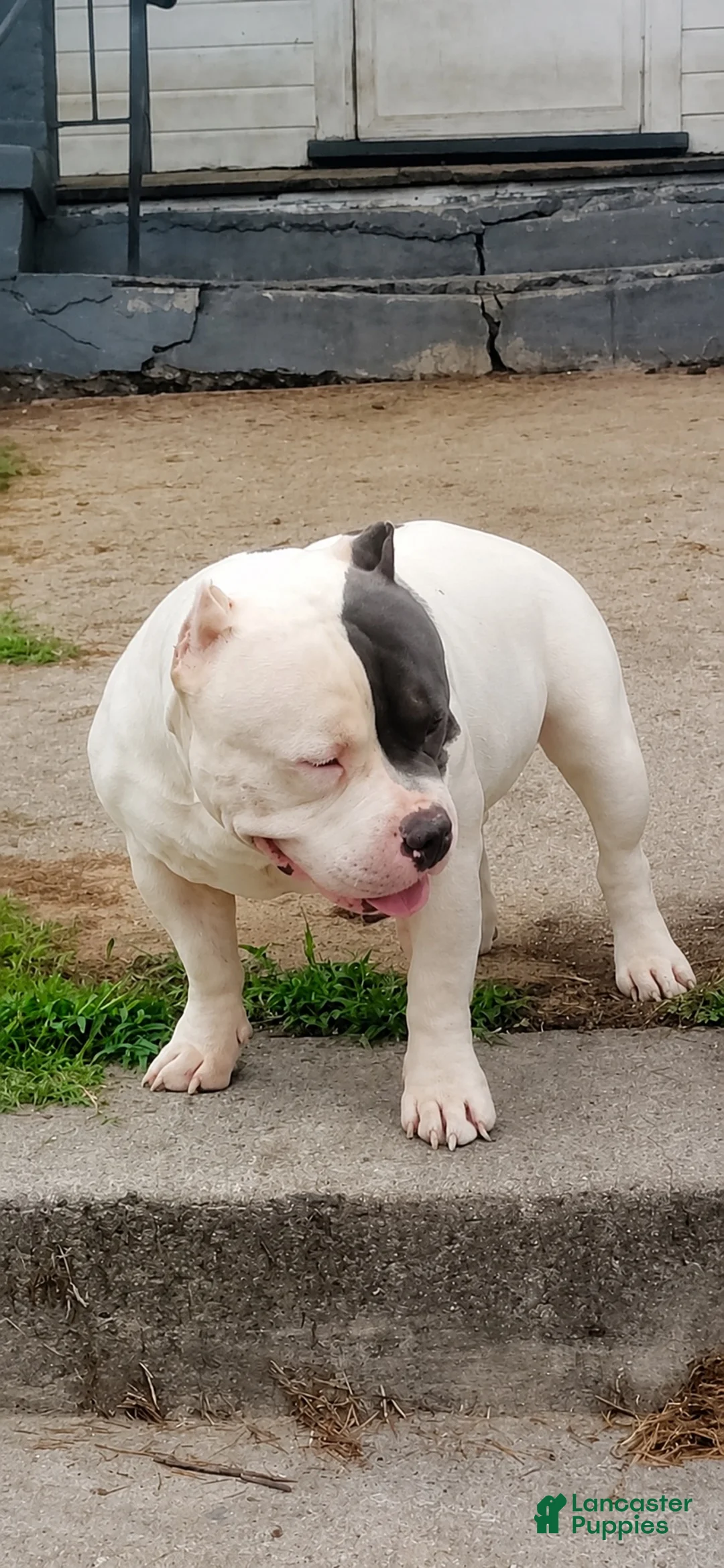 American Bully dogs for sale: American Bully 1 - Ad 2