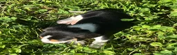 Beagle dogs for sale: Beagle 1 - Ad 9