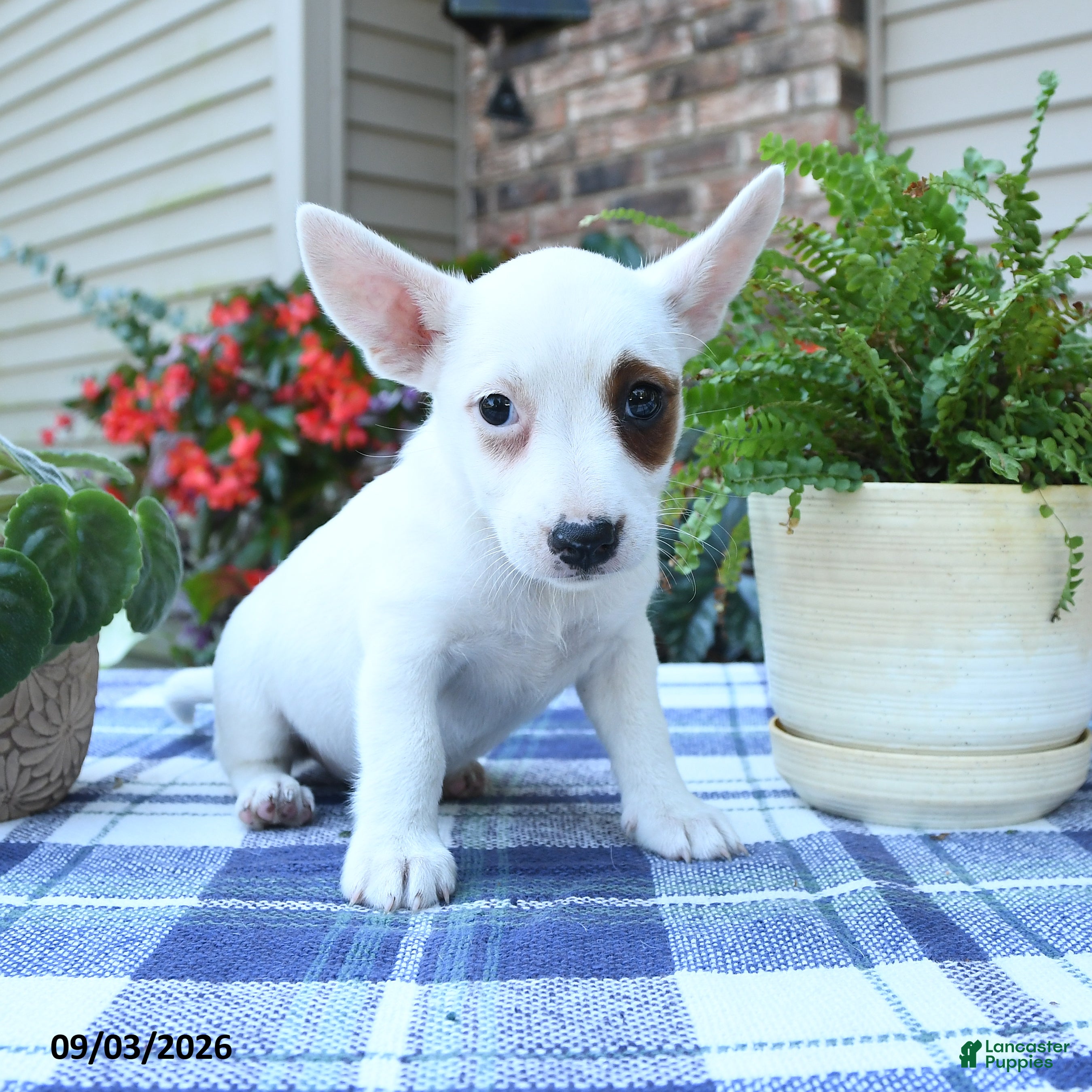 Jack Russell Terrier dogs Daisy - Ad 2
