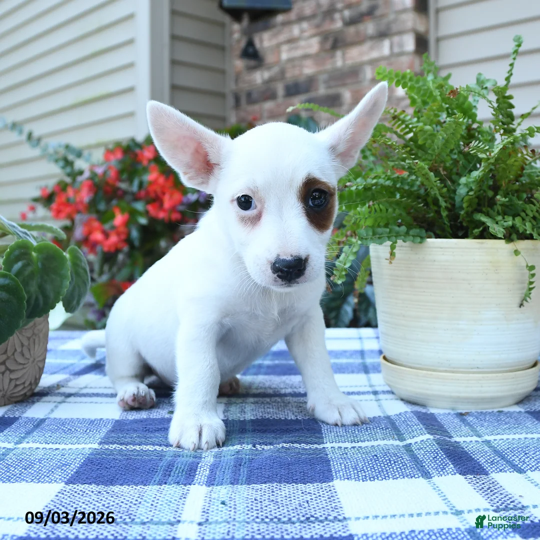 Jack Russell Terrier dogs for sale: Daisy - Ad 2