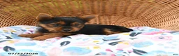 Yorkshire Terrier dogs for sale: Tucker - Ad 4