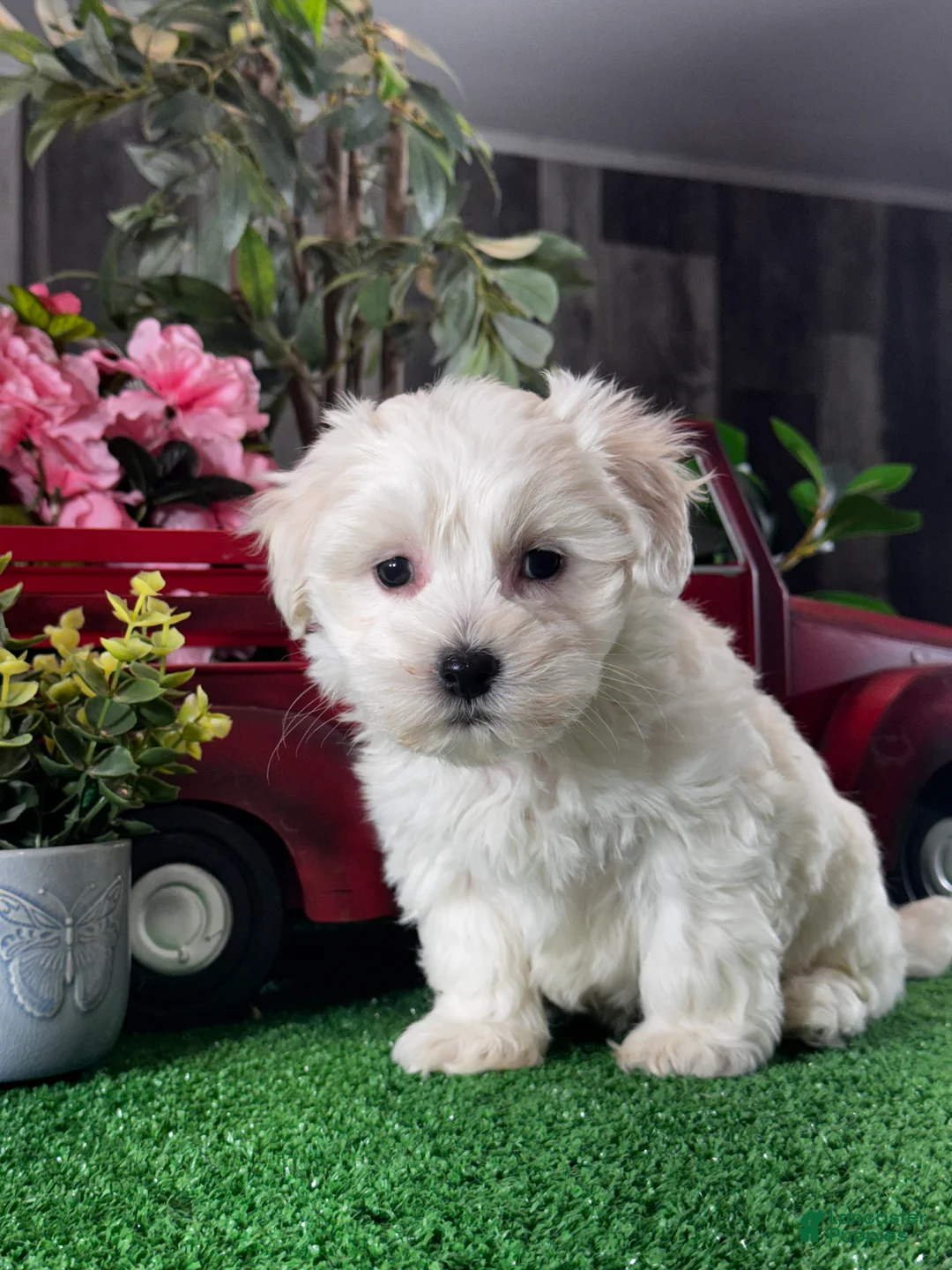 Coton De Tulear dogs for sale: Chief  - Ad 2