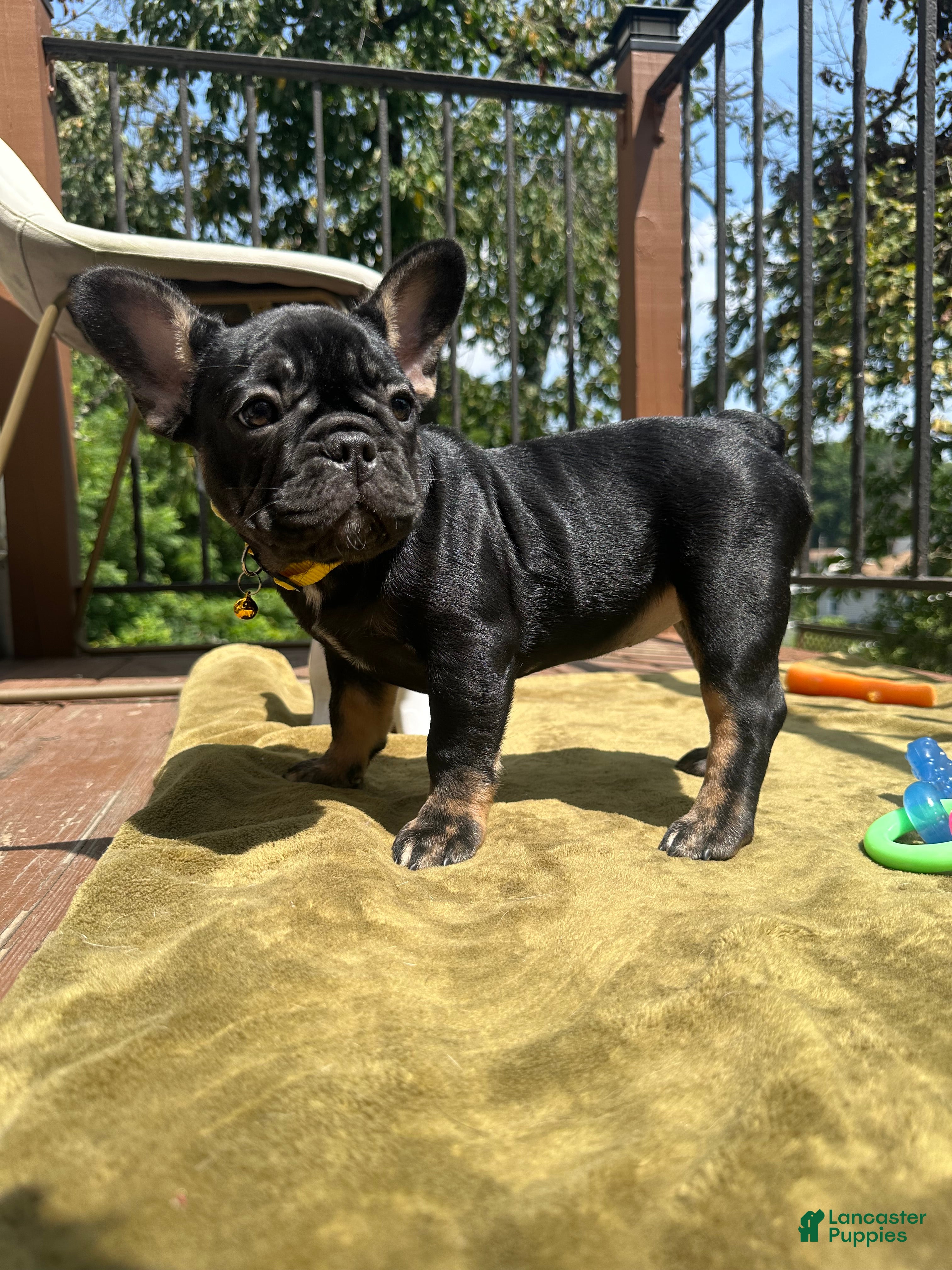 French Bulldog dogs for sale: Pepper - Ad 1