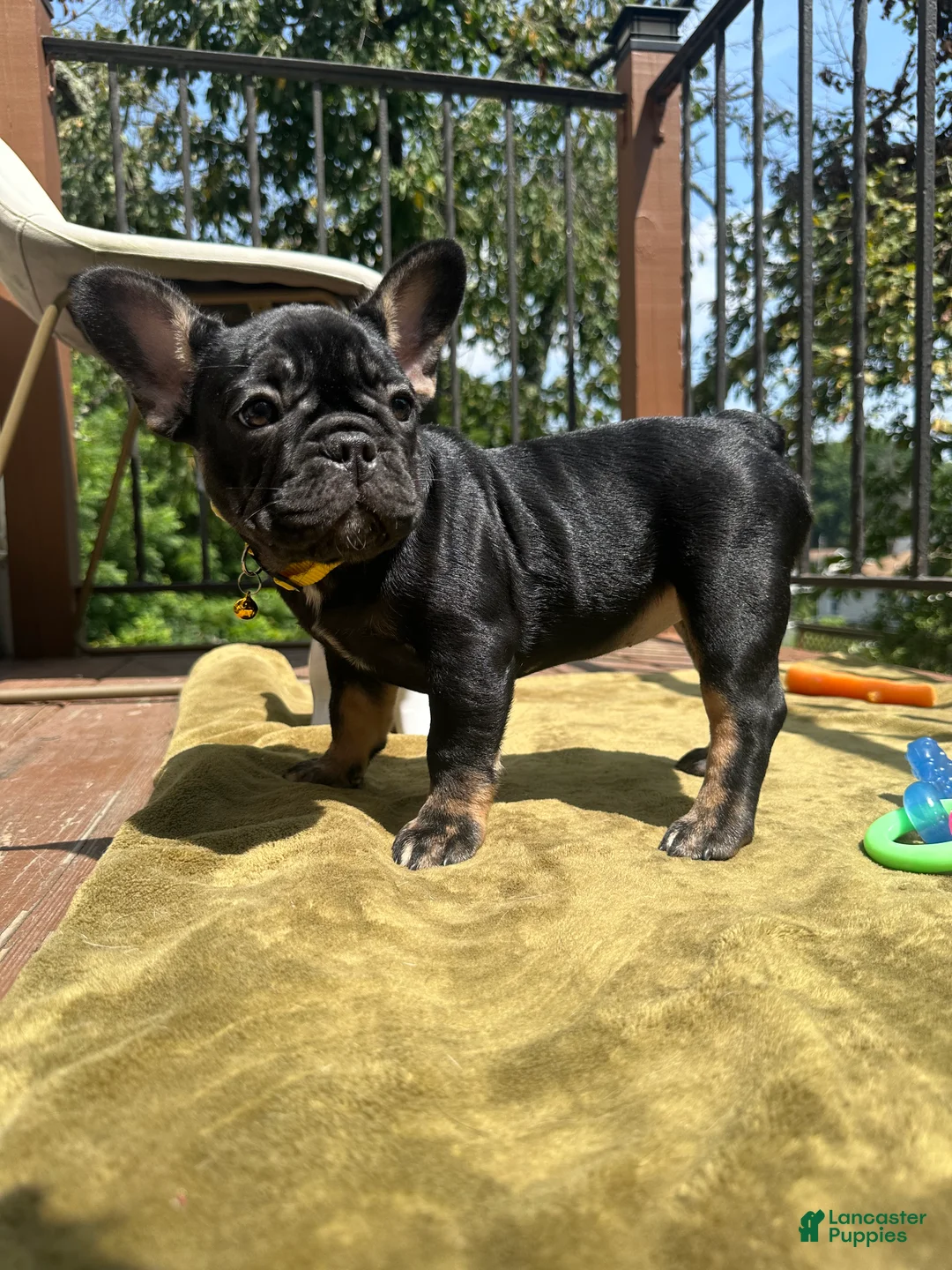 French Bulldog dogs for sale: Pepper - Ad 1