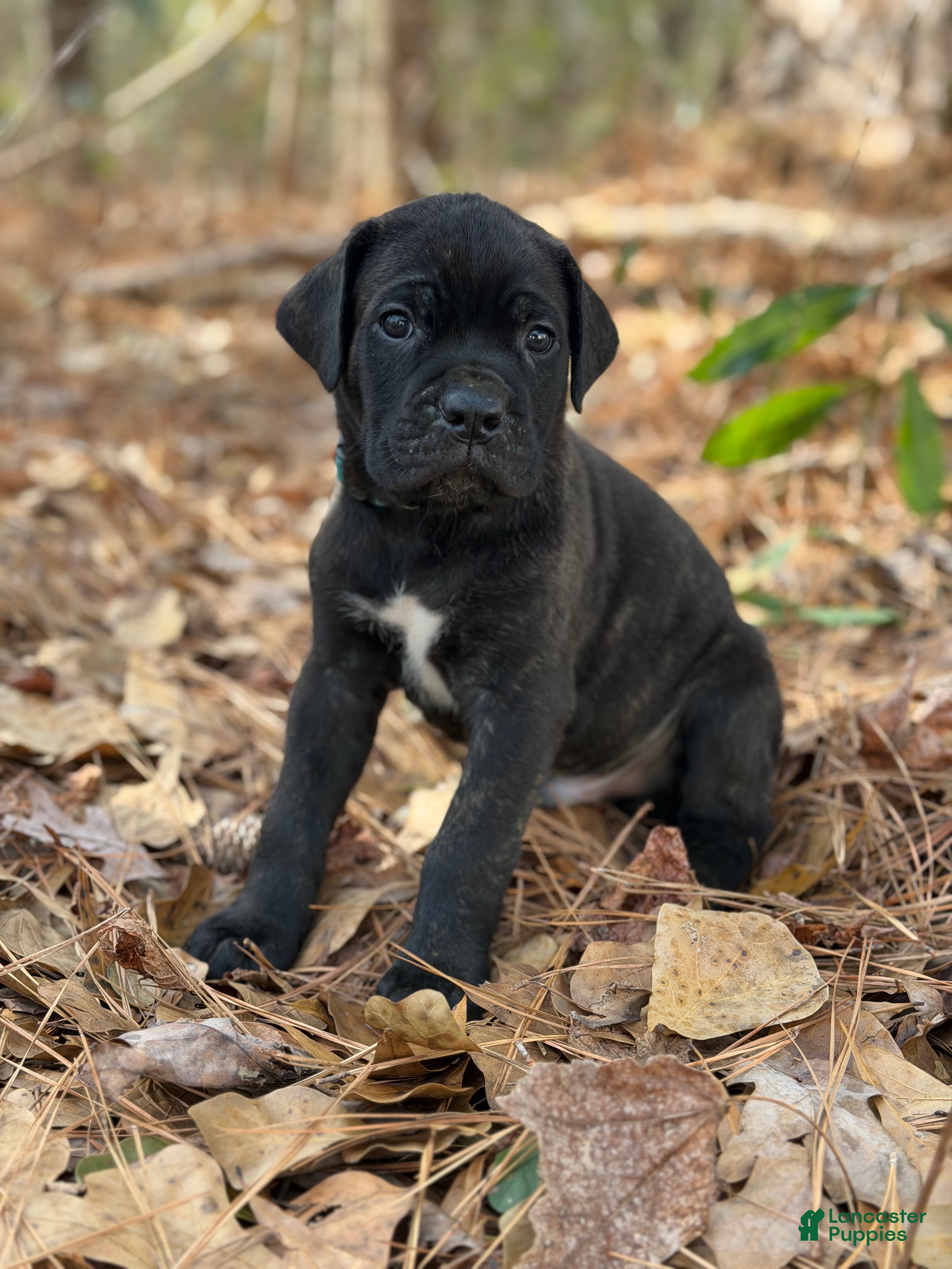 Cane Corso dogs Thanos - Ad 29
