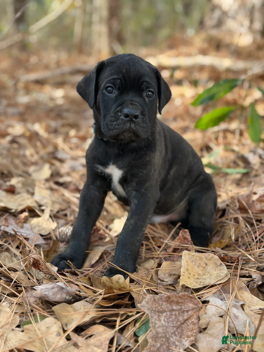 Cane Corso dogs for sale: Thanos - Ad 1