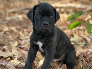 Cane Corso dogs Thanos - Ad 29