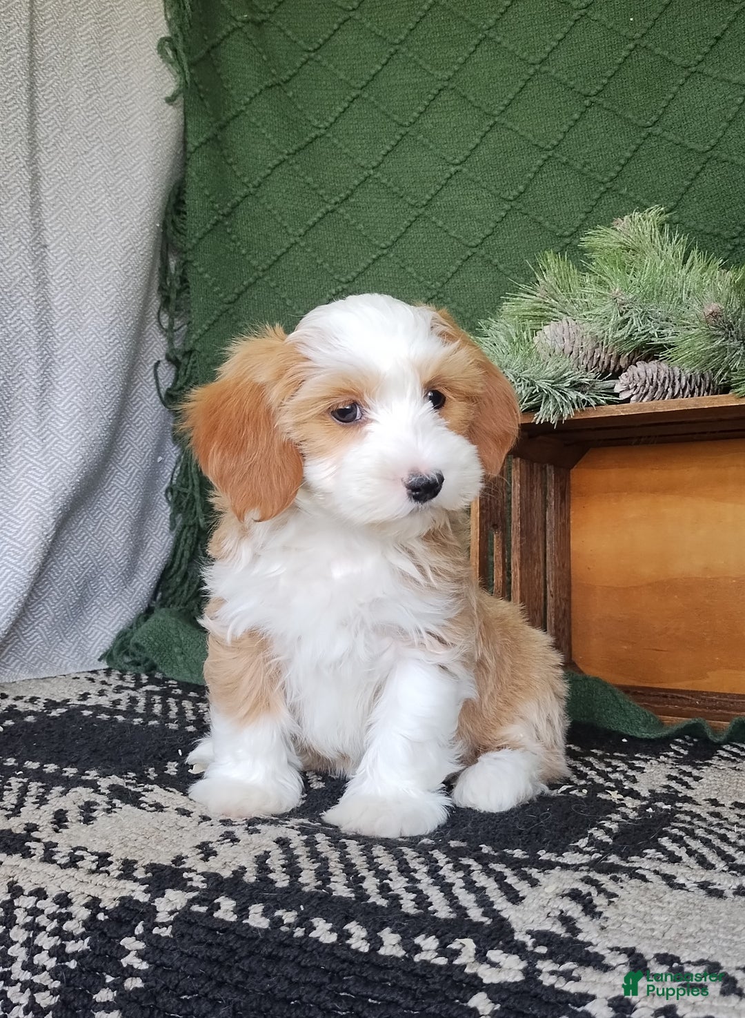 Havanese dogs for sale: Amber  - Ad 1