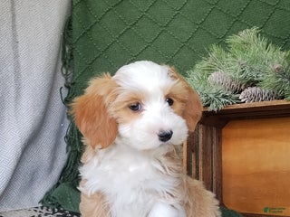 Havanese dogs Amber - Ad 35