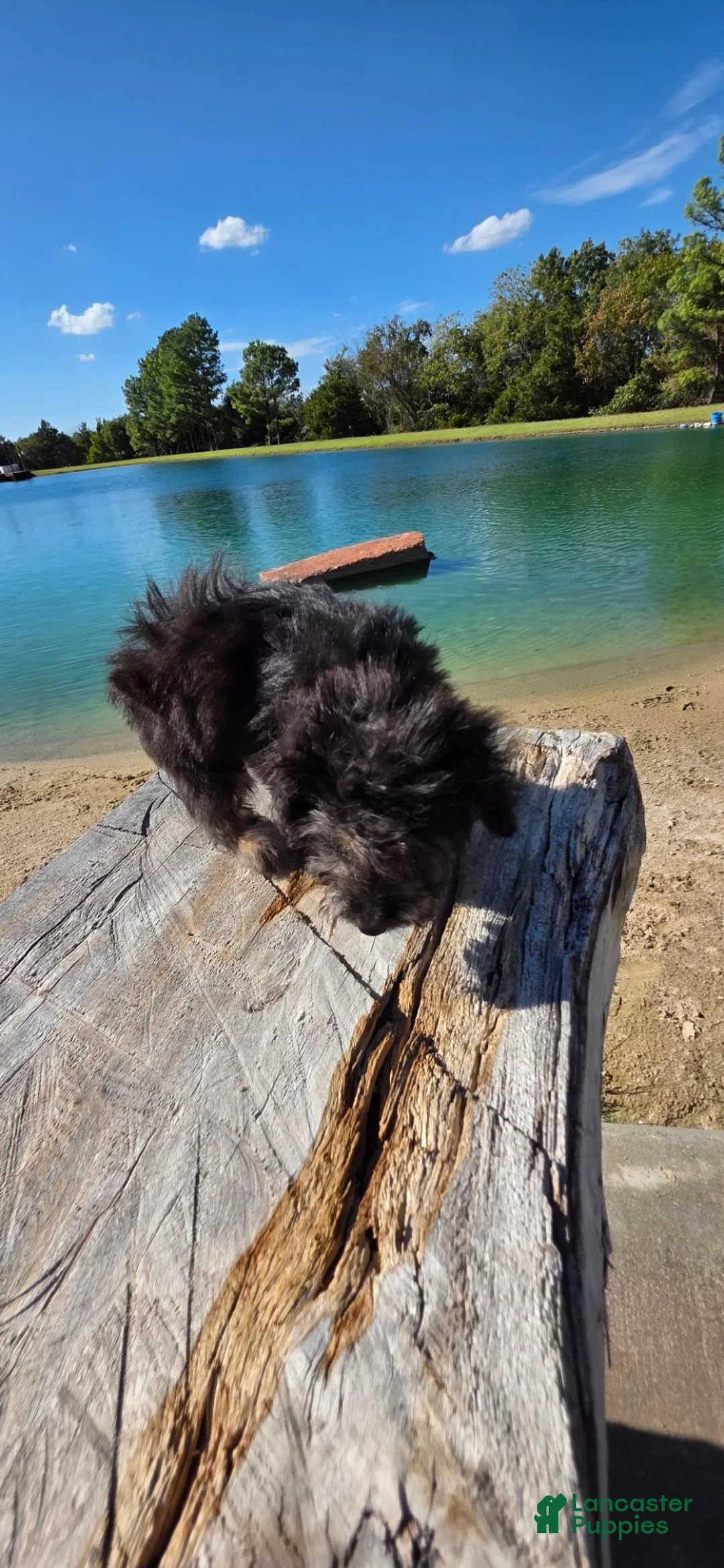 Mixed Breed dogs for sale: Mixed Breed 1 - Ad 37