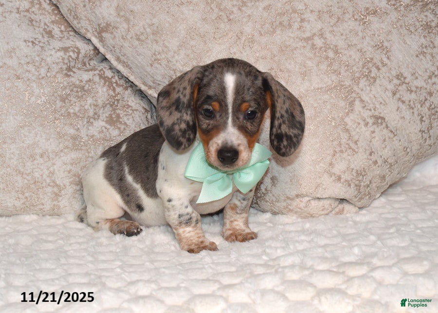 Miniature Dachshund dogs Nabisco - Ad 31