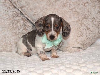 Miniature Dachshund dogs Nabisco - Ad 42