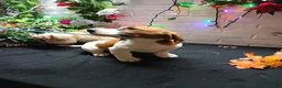 Jack Russell Terrier dogs for sale: Roscoe - Ad 4