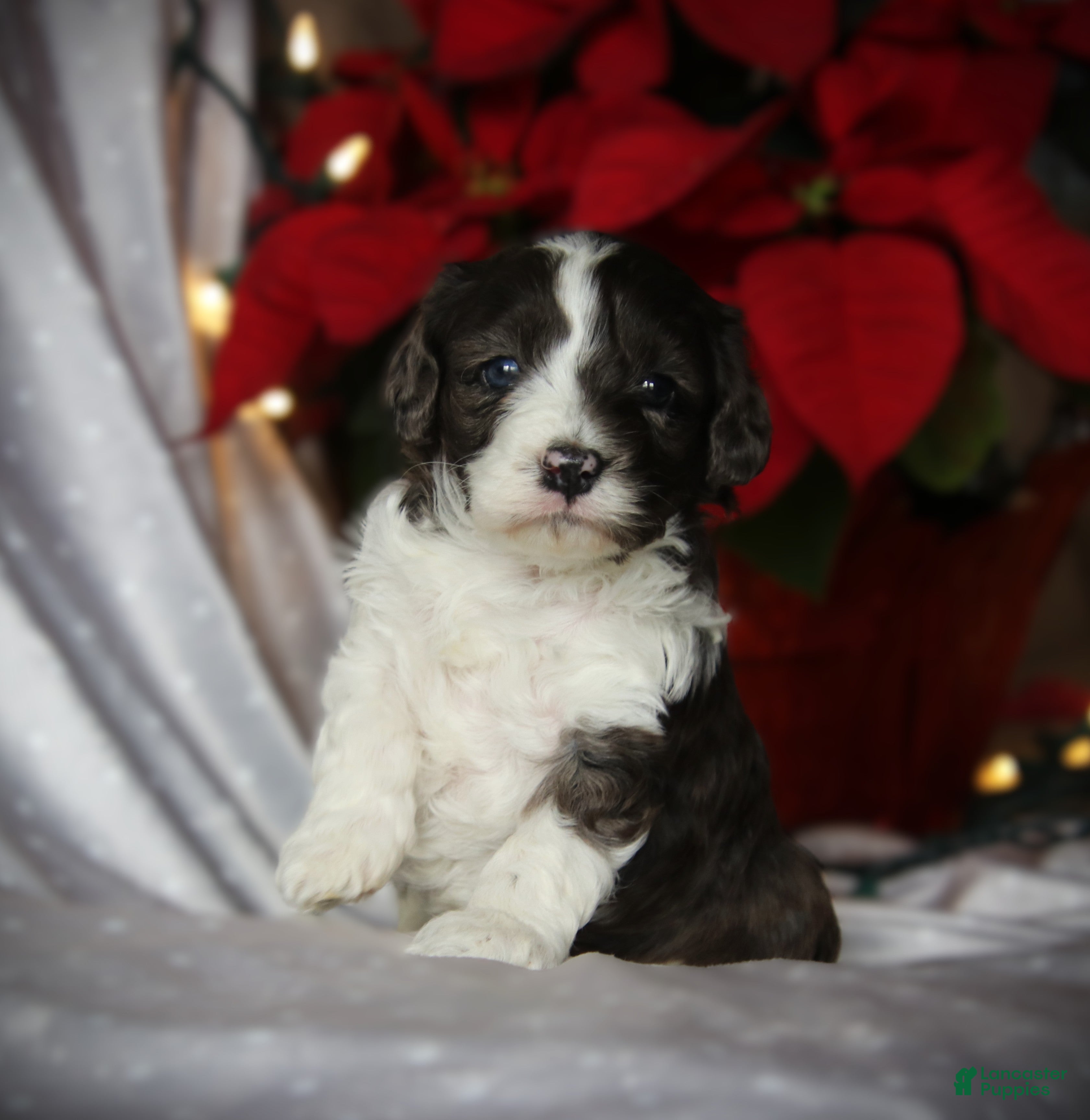 Cockapoo dogs Ember - Ad 38