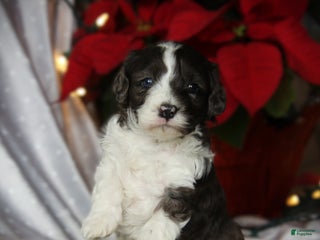 Cockapoo dogs Ember - Ad 15