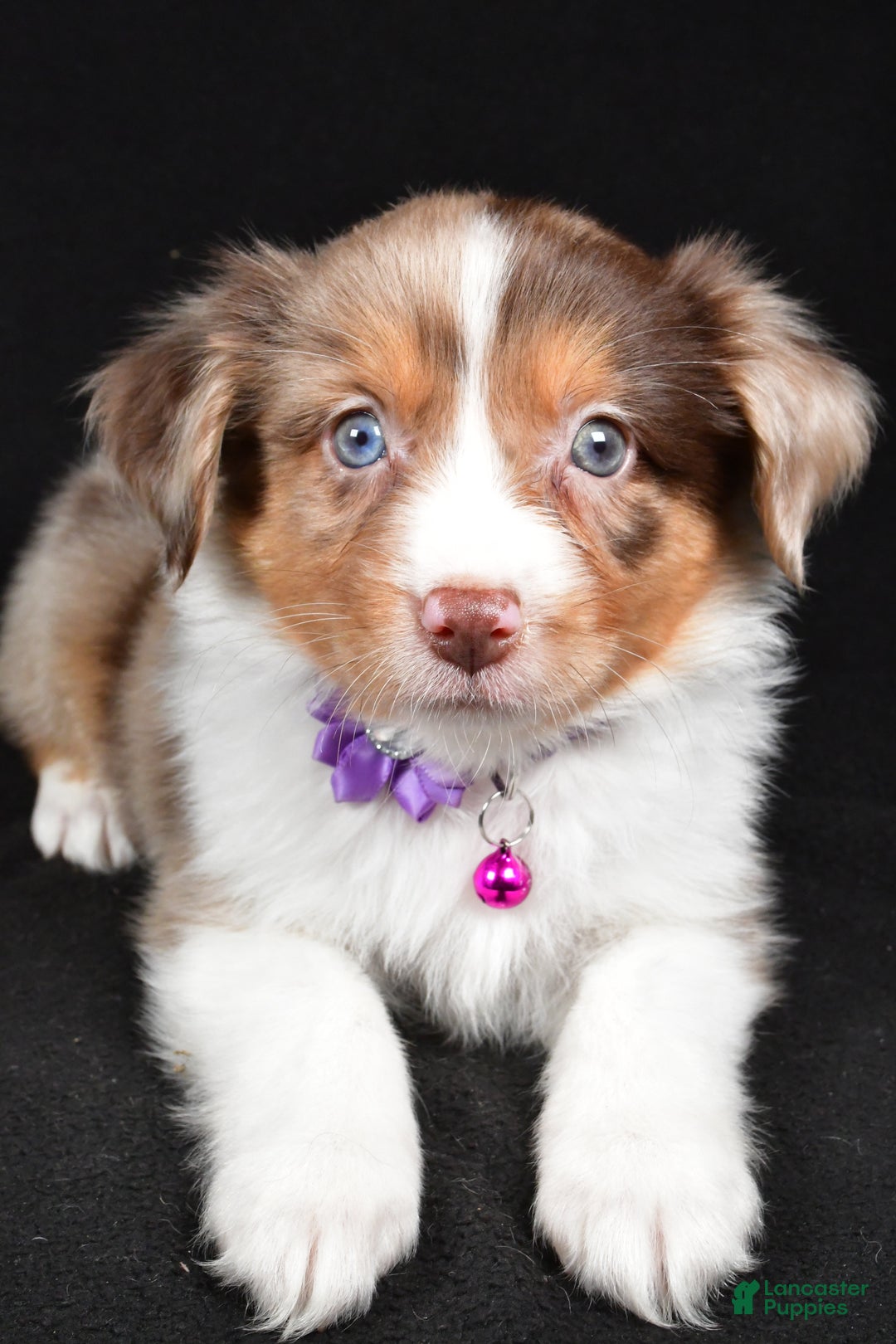 Mini Aussiedoodle dogs for sale: Sadie - Ad 7