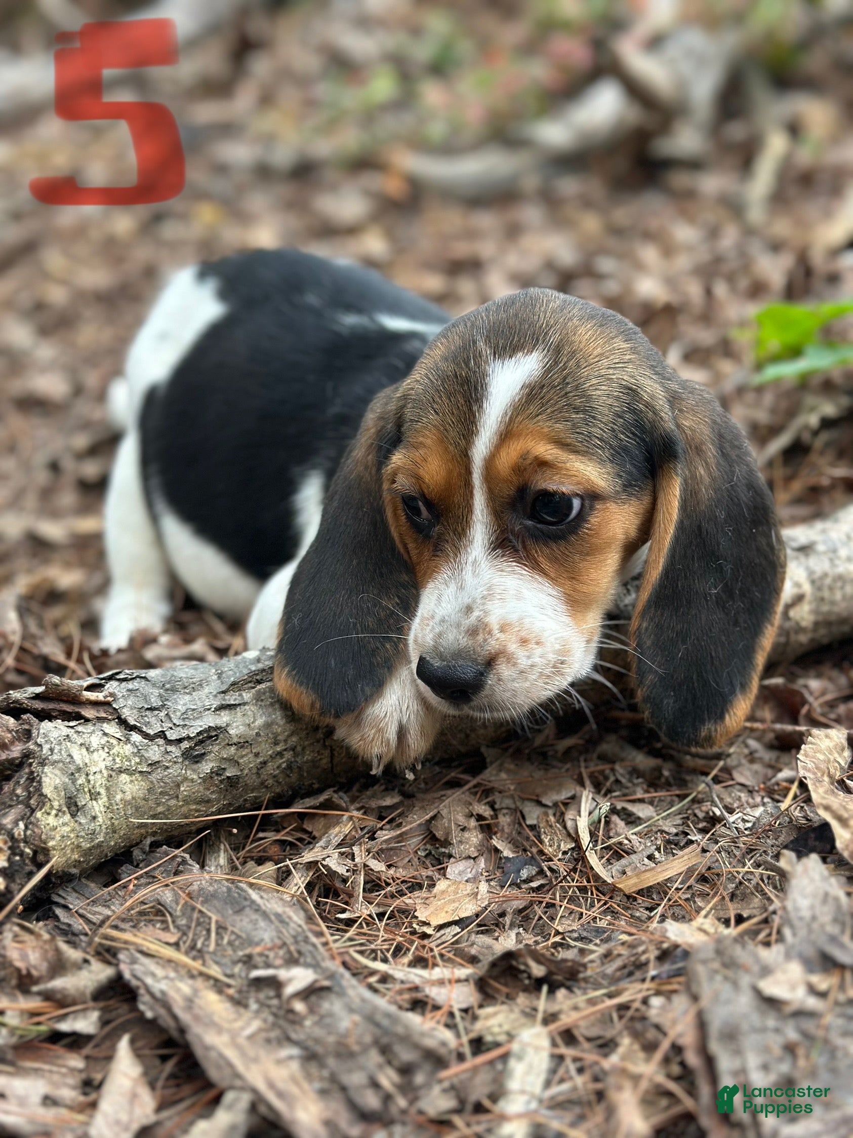 Beagle dogs Beagle Puppy 5 - Ad 6