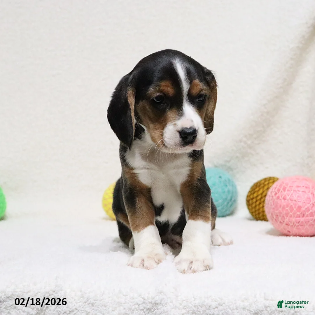 Beagle dogs for sale: Nigel - Ad 8