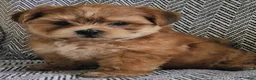 Shorkie dogs for sale: Peanut - Ad 3