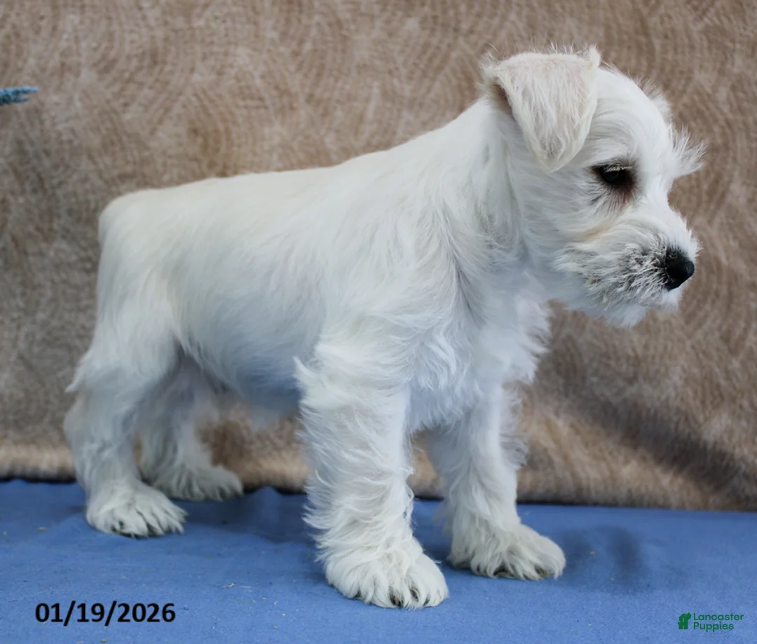 Miniature Schnauzer dogs for sale: Quincey - Ad 5