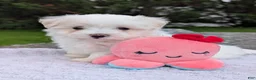 Maltese dogs for sale: Nick - Ad 13