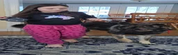 German Shepherd dogs for sale: German Shepherd 3 - Ad 34