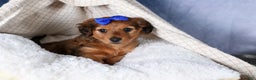 Miniature Dachshund dogs for sale: Jasper - Ad 41